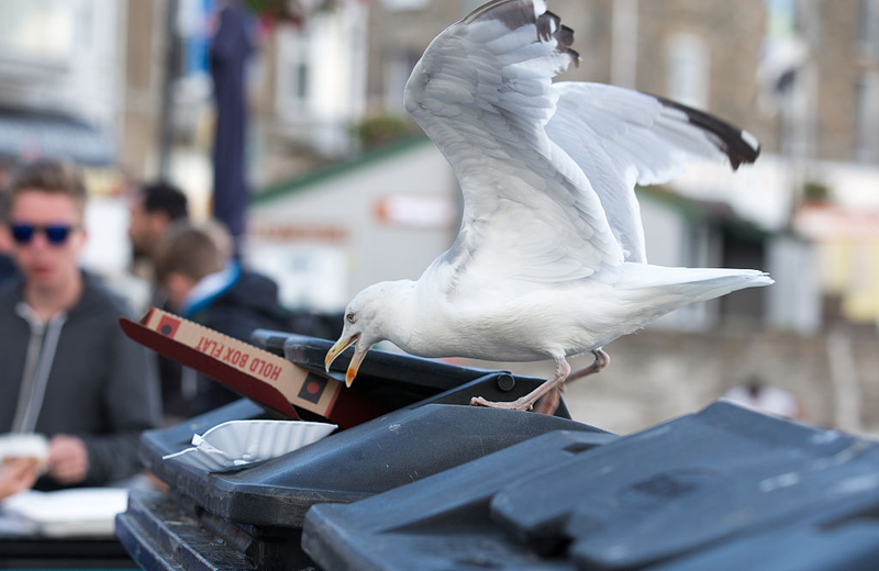 Photo: Matt Cardy/Getty Images